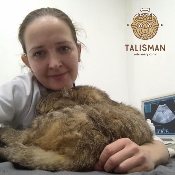 Ветеринарная клиника в Алматы: О ветеринарной клинике
