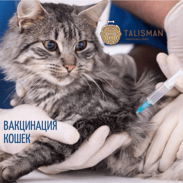 прививки для кошек, Ветеринарная клиника в Алматы, Календарь прививок