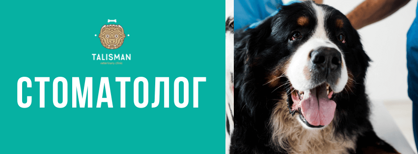 стоматология, ветеринарная клиника в Алматы
