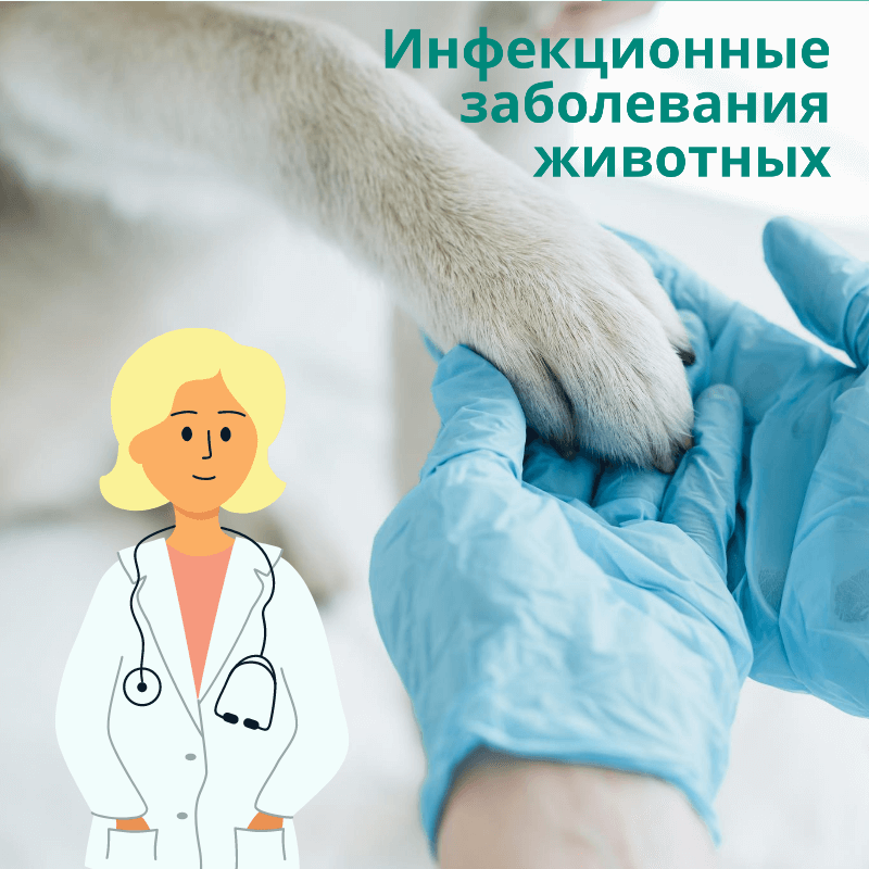 инфекционные заболевания животных, Ветеринарная клиника в Алматы