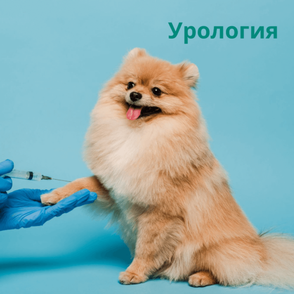 Уролога, Ветеринарная клиника в Алматы
